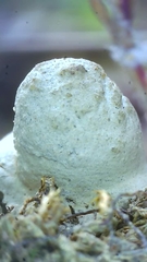 Hypomyces hyalinus