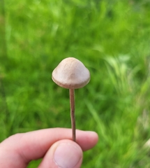 Panaeolus