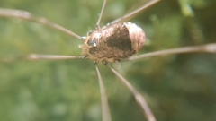 Leiobunum blackwalli