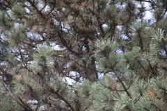 Pinus nigra pallasiana