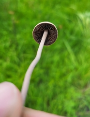 Panaeolus
