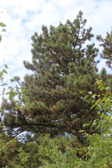 Pinus nigra pallasiana