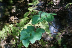 Angelica atropurpurea