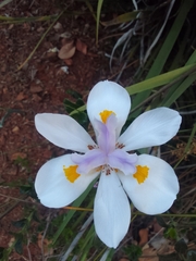 Dietes grandiflora
