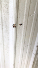 Neoscona domiciliorum