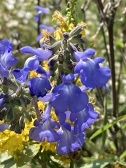 Salvia azurea