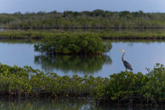 Ardea herodias occidentalis × wardi
