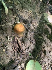 Calostoma cinnabarinum