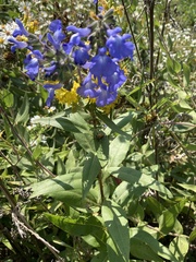 Salvia azurea