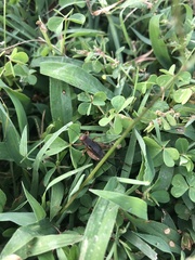 Allonemobius fasciatus