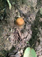 Calostoma cinnabarinum