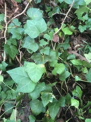 Hedera
