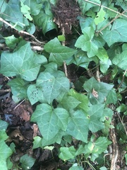 Hedera