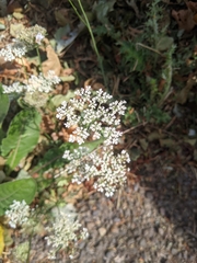 Daucus carota