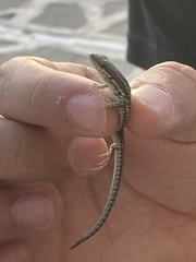 Podarcis muralis