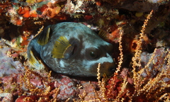 Arothron nigropunctatus