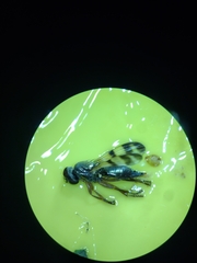 Ulidiidae