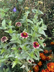 Gaillardia pulchella
