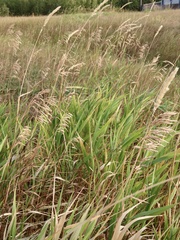 Bromus inermis