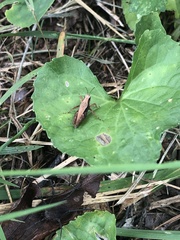 Tettigidea lateralis