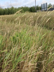 Bromus inermis