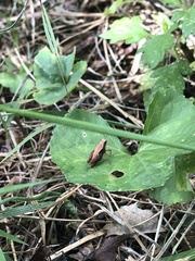 Tettigidea lateralis