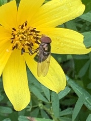 Copestylum vesicularium