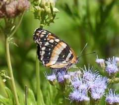 Chlosyne californica