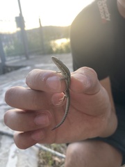 Podarcis muralis
