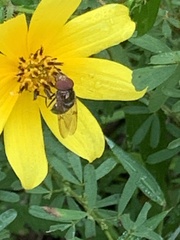 Copestylum vesicularium