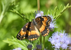 Chlosyne californica