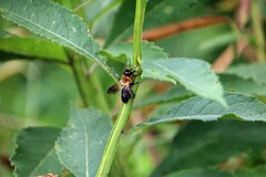 Megachile sculpturalis