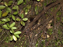 Paradoxurus musangus javanicus