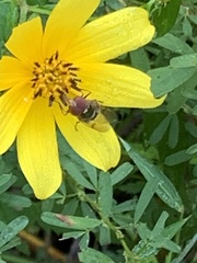 Copestylum vesicularium