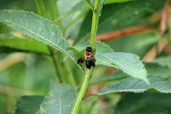 Megachile sculpturalis