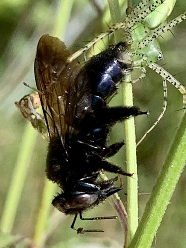 Southern carpenter bee