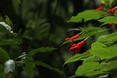 Salvia gesneriiflora
