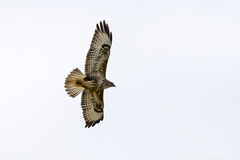 Buteo buteo