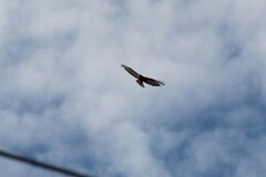 Buteo rufinus