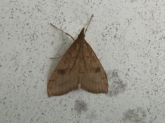 Udea profundalis