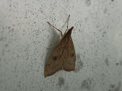 Udea profundalis