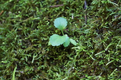 Veronica officinalis
