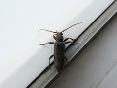 Trichoferus campestris