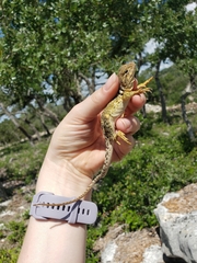 Crotaphytus collaris