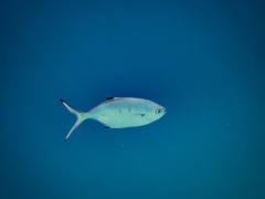 Trachinotus ovatus