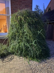 Cotoneaster × suecicus