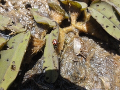 Coleomegilla occulta