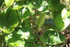 Gonolobus suberosus