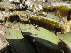 Coleomegilla occulta
