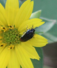 Acmaeodera flavomarginata